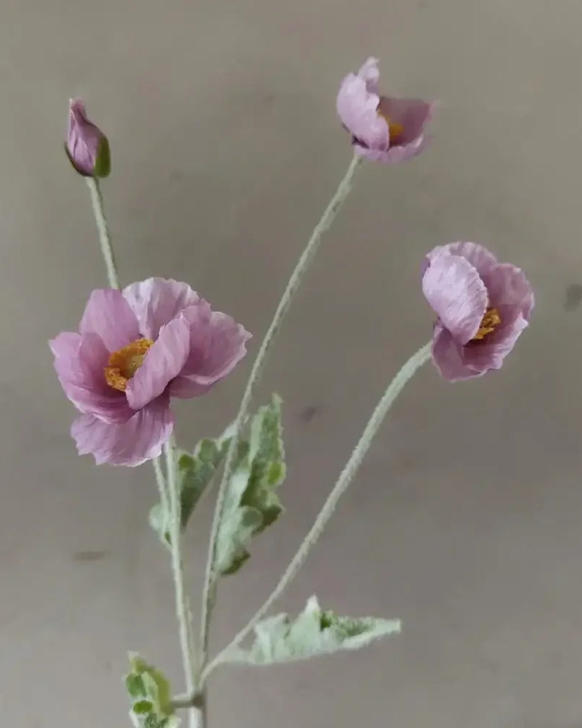 A mauve poppy stem, three flowers open at different stages