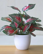 Leaf style: red perilla, the plant in its white ceramic pot
