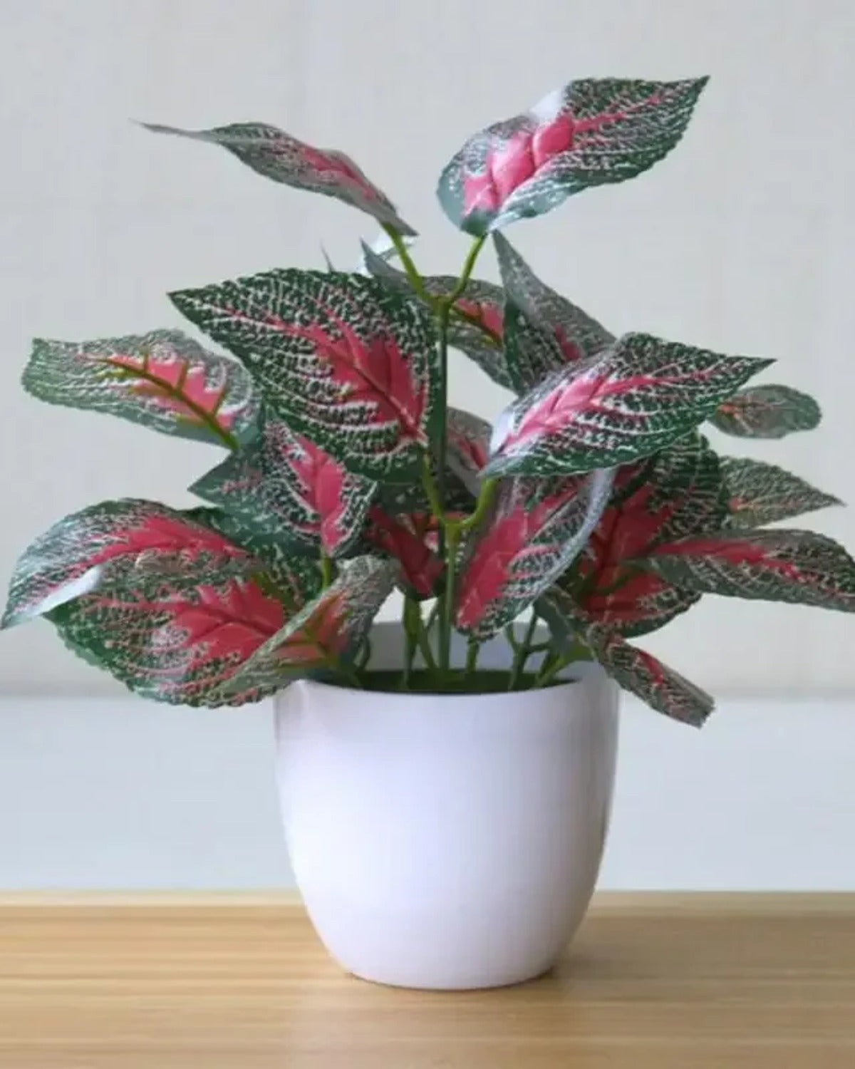 Leaf style: red perilla, the plant in its white ceramic pot