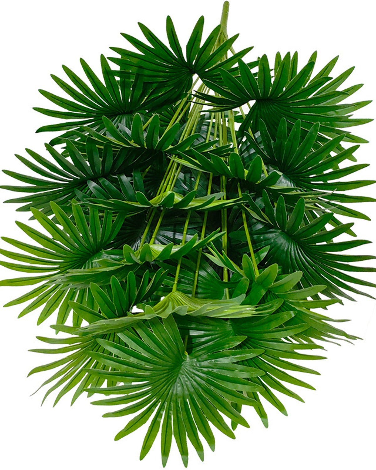 The head of fronds seen from above, showing how the pleated fans overlap