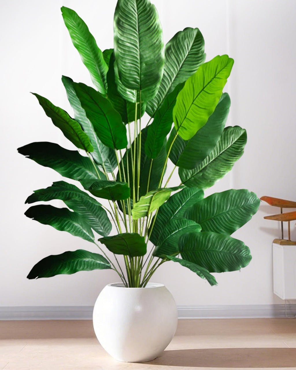 The banana leaf plant in a rounded white pot in a bright, plainly furnished room (pot not included)