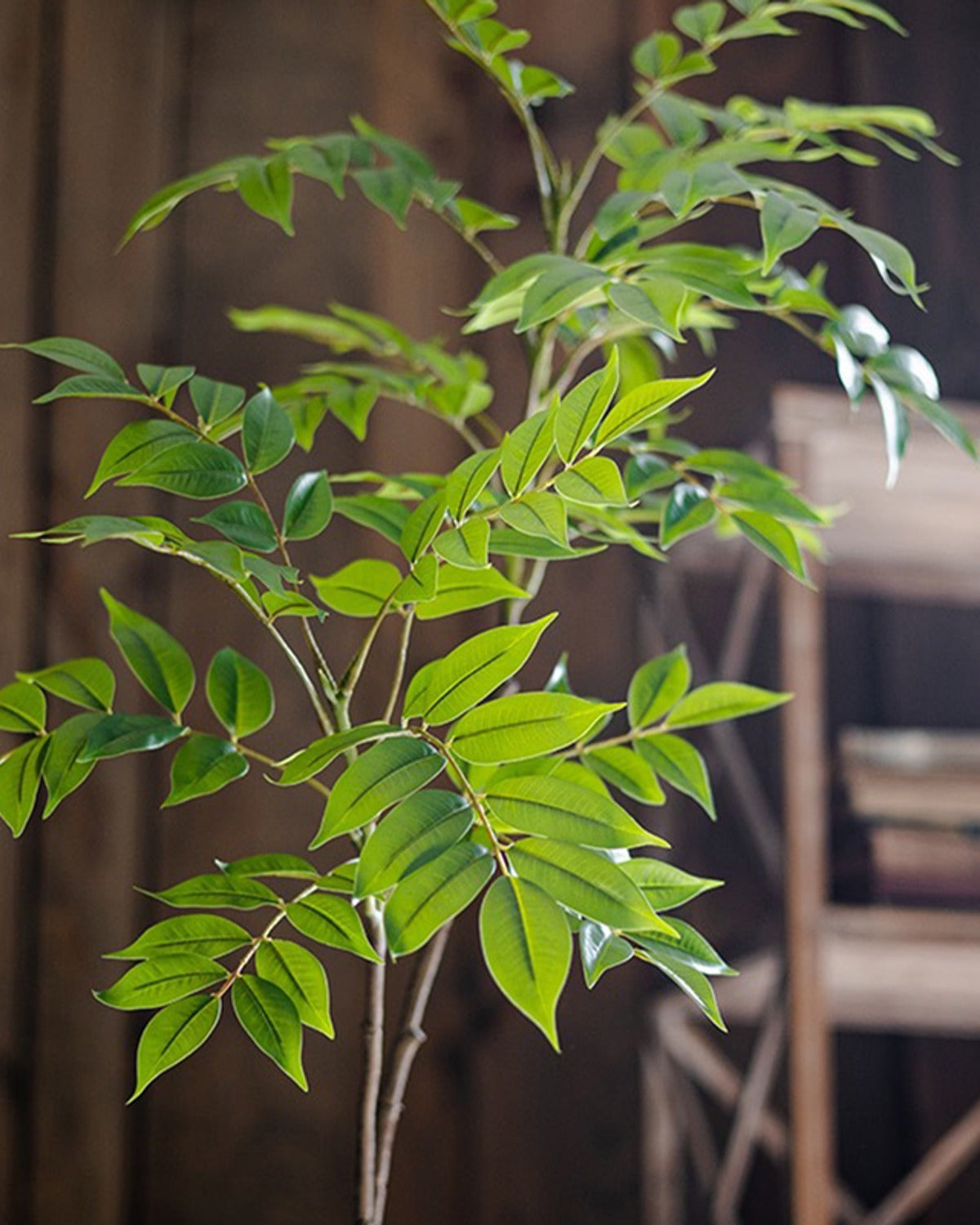The ficus branch against a dark wooden wall, the leaves catching the light
