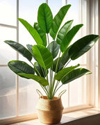 The banana leaf bush standing in a woven basket beside a tall window