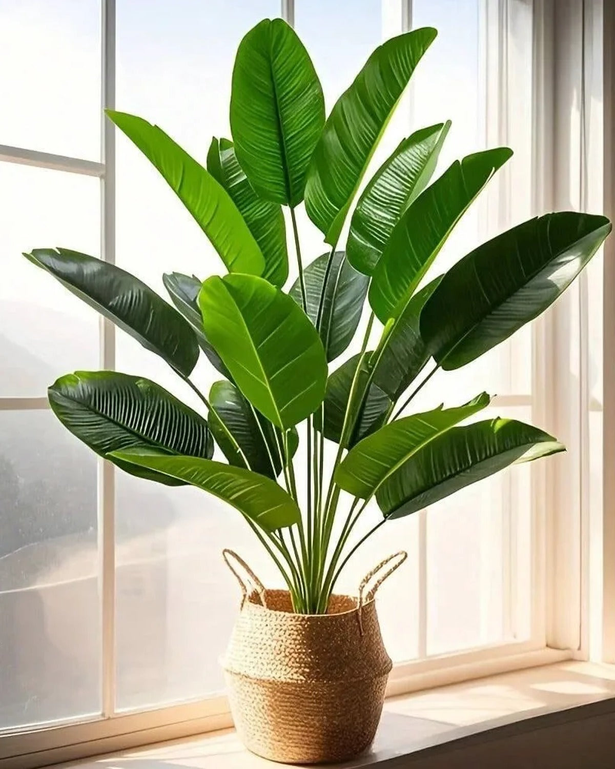The banana leaf bush standing in a woven basket beside a tall window