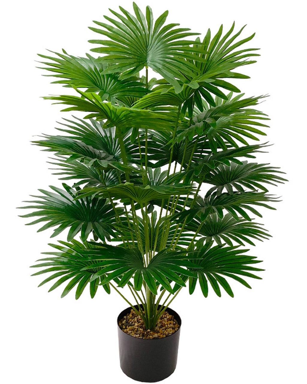 The fan palm seen from a little further back, the fronds spreading from a single base (pot not included)