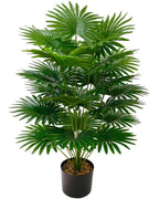 The fan palm seen from a little further back, the fronds spreading from a single base (pot not included)