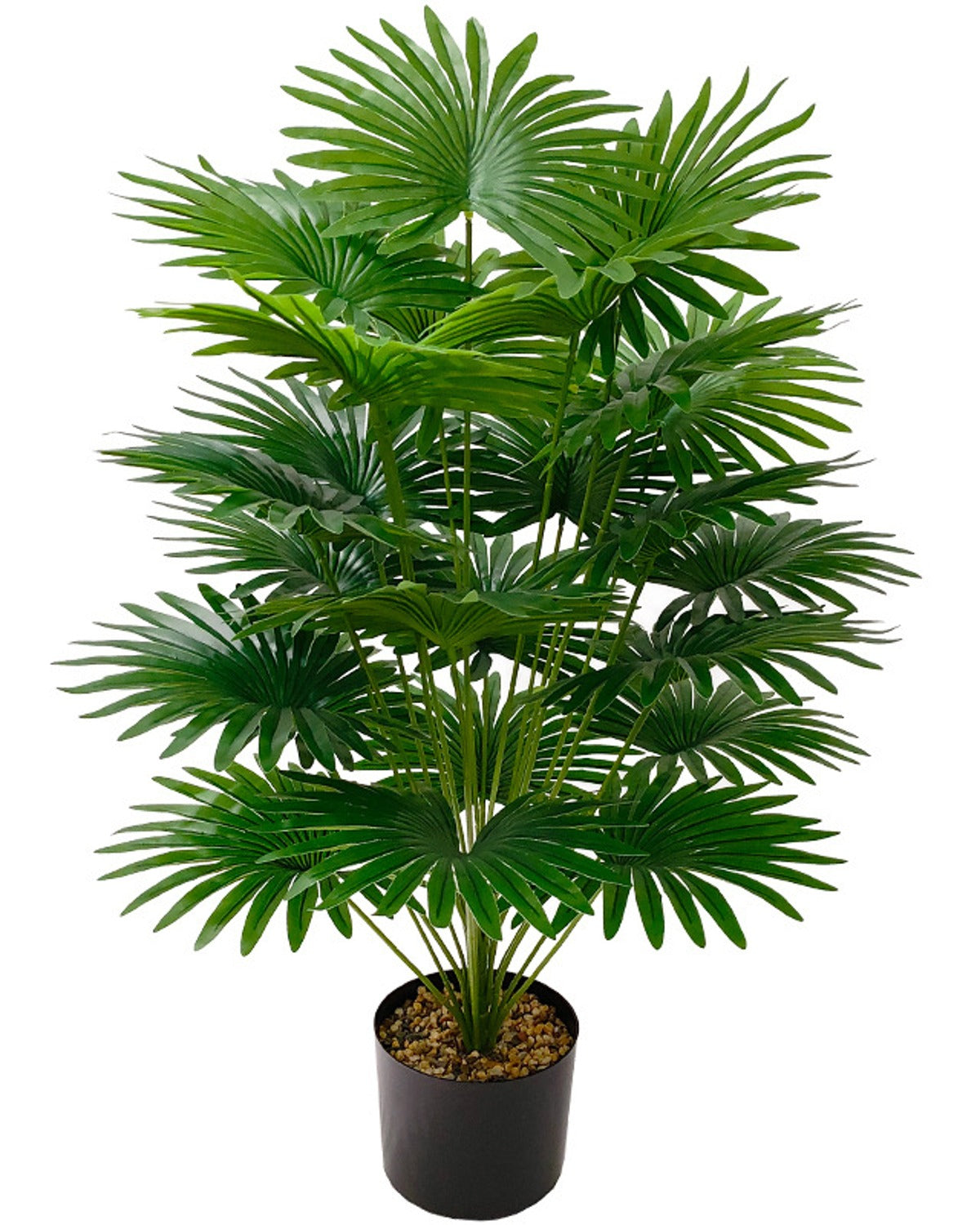 The fan palm seen from a little further back, the fronds spreading from a single base (pot not included)