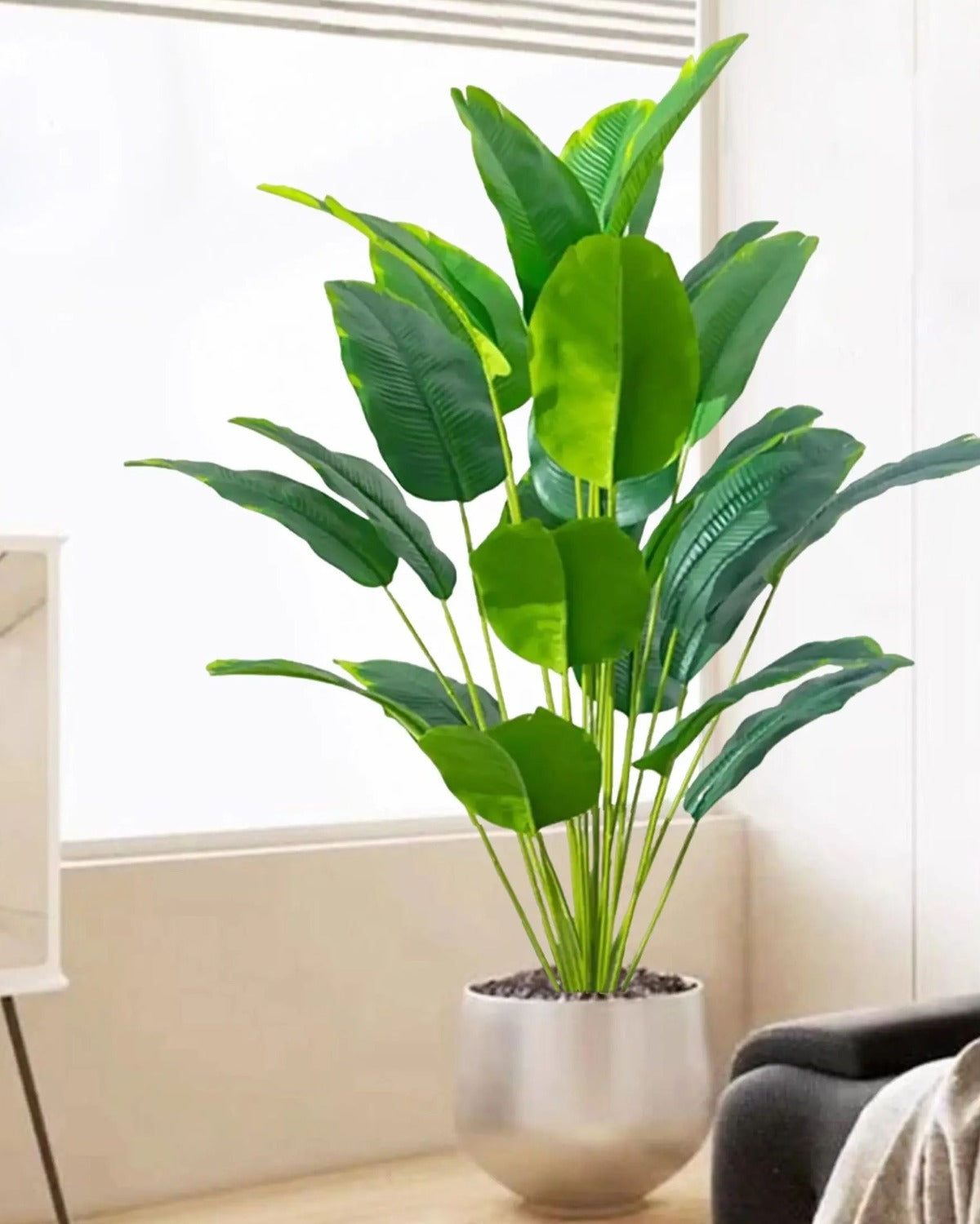 The banana leaf plant in a white pot by a window, beside a low sofa (pot not included)