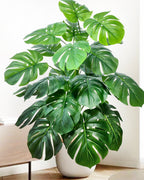 The monstera bush in a white pot in a plainly furnished room (pot not included)