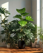 A monstera plant among other plants at a sunlit window; one plant per order (pot not included)