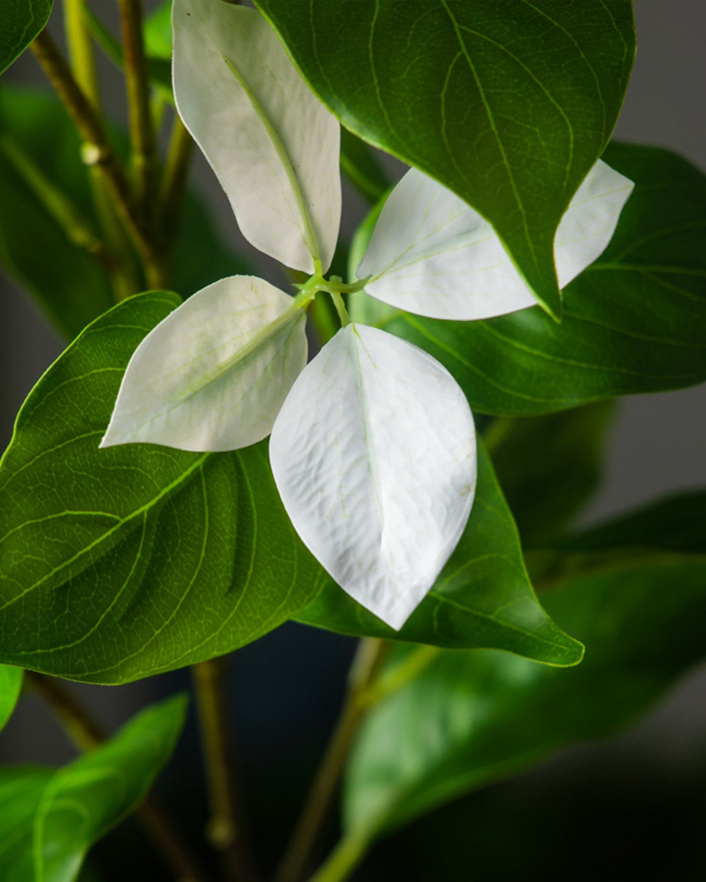 Close view of the white leaf tips, which sit at the end of each new shoot
