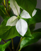 Close view of the white leaf tips, which sit at the end of each new shoot