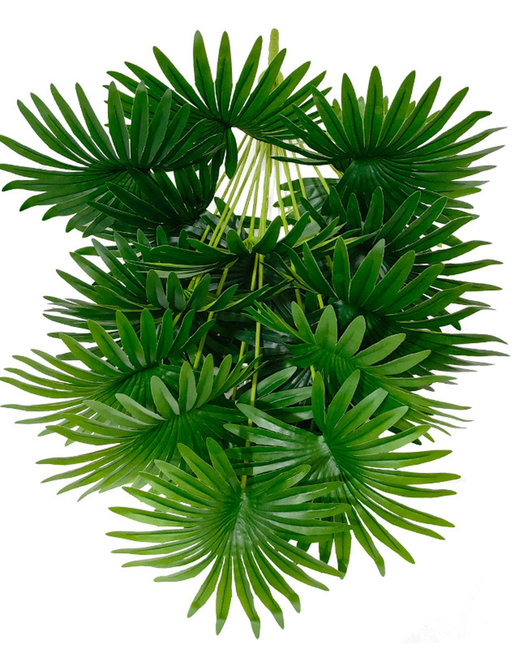 The head of fronds filling the frame, showing the cut edge of each pleated fan