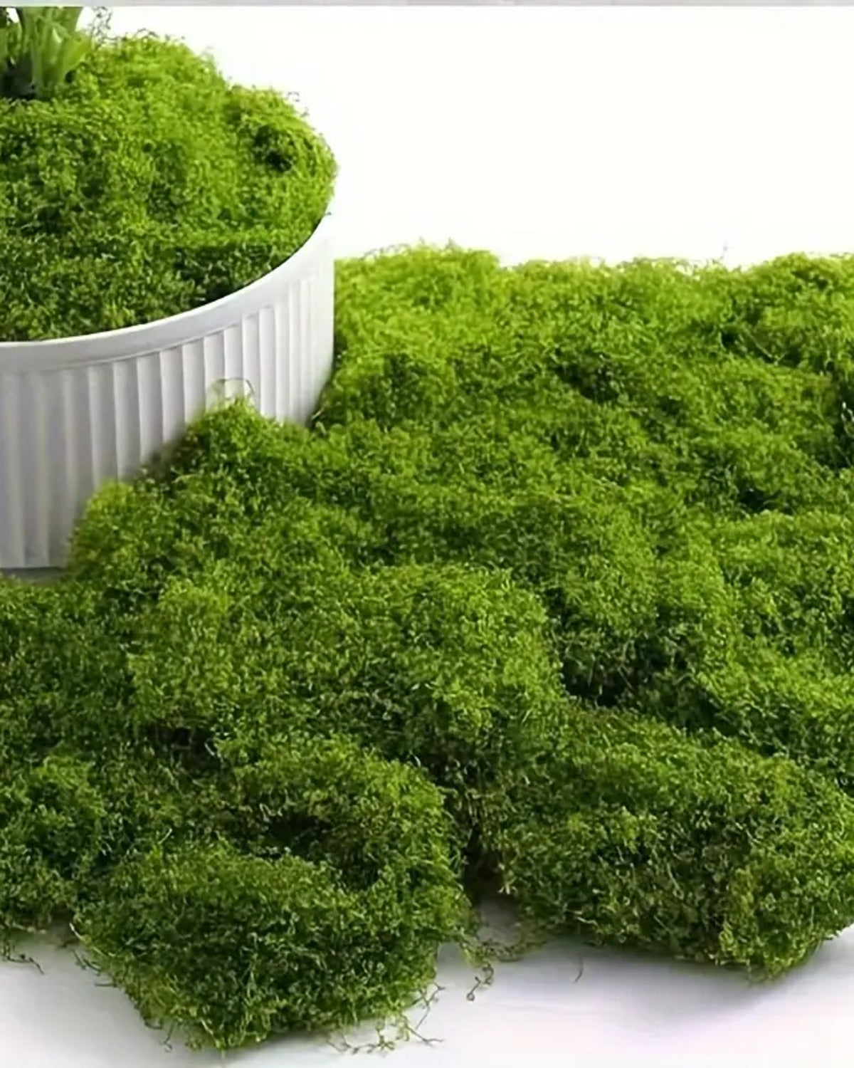 The moss mat beside a white ribbed pot, ready to lay over the soil