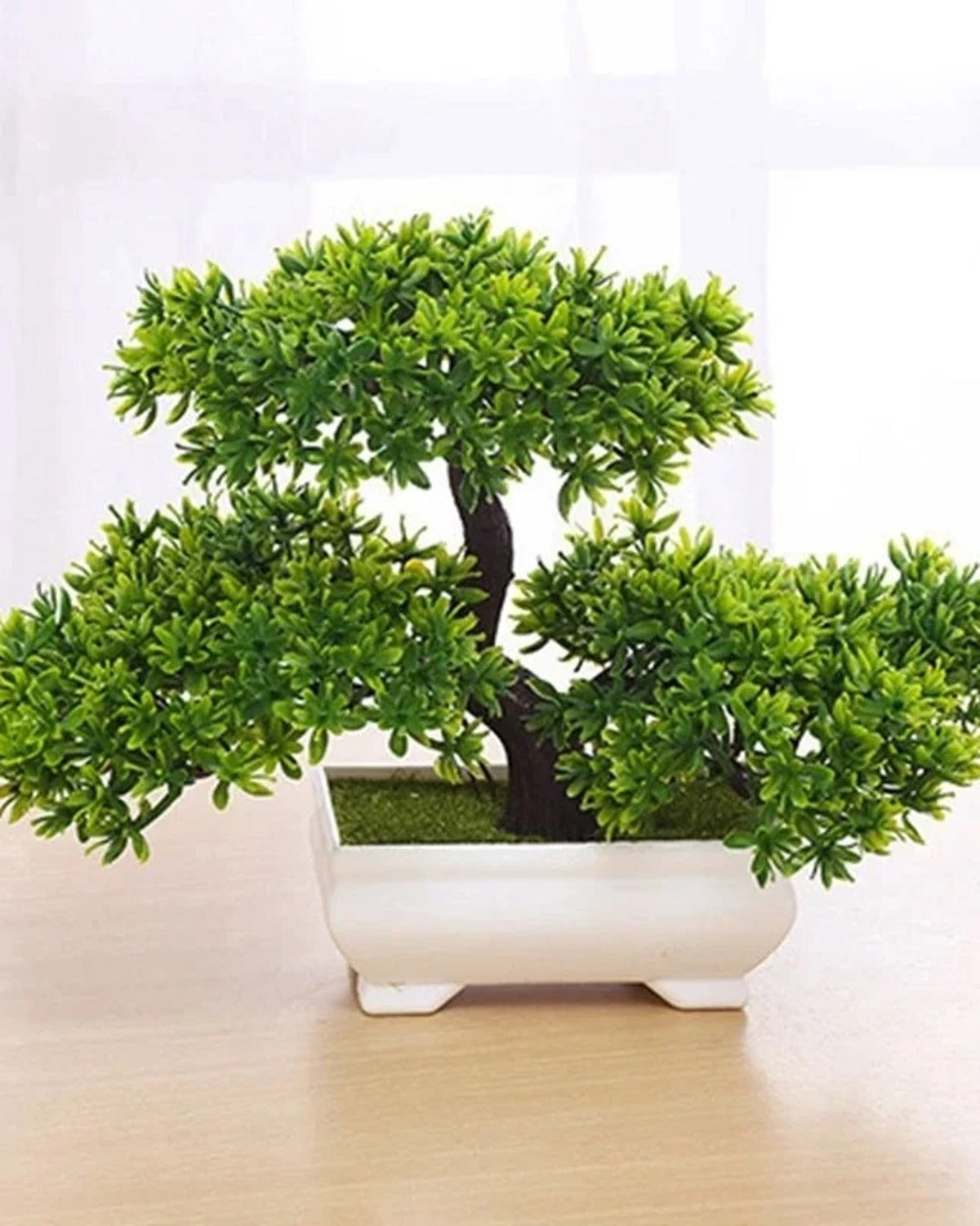 Green bonsai in a white ceramic tray, the canopy spread wide across two tiers