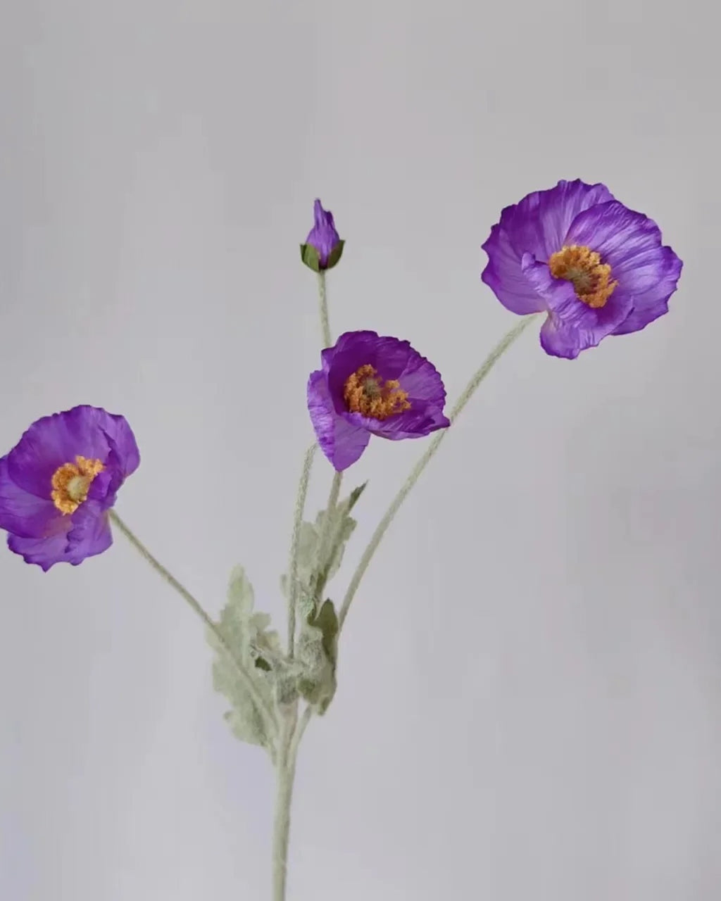A deep purple poppy stem with a bud still closed