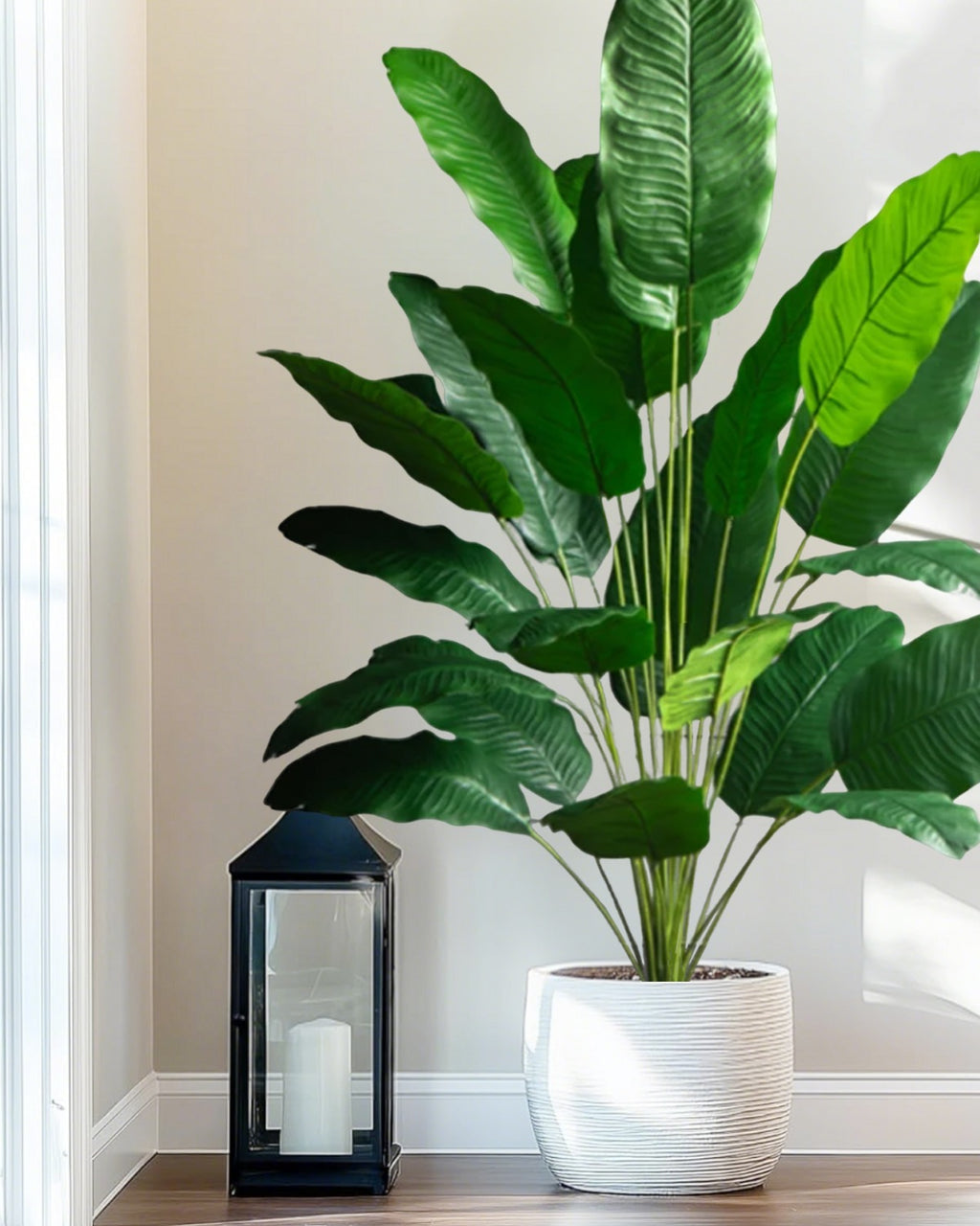 The banana leaf plant in a ribbed white pot beside a black lantern (pot not included)