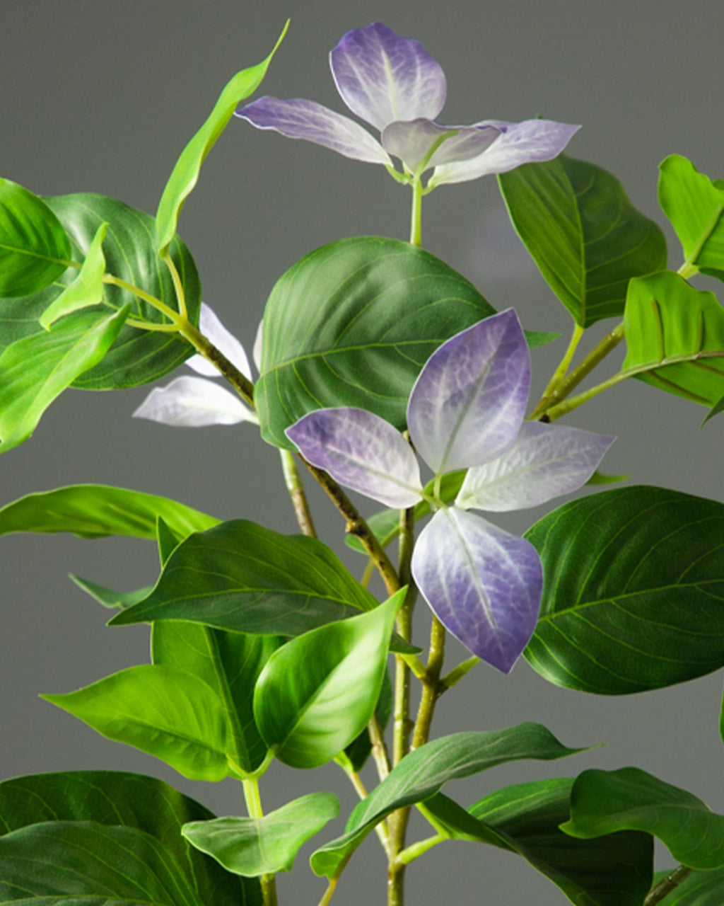 Close view of the lilac leaf tips