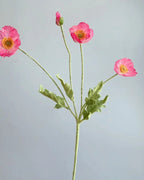 A bright pink poppy stem, two flowers and a bud