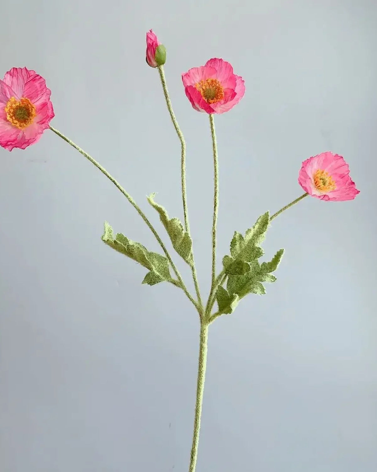 A bright pink poppy stem, two flowers and a bud