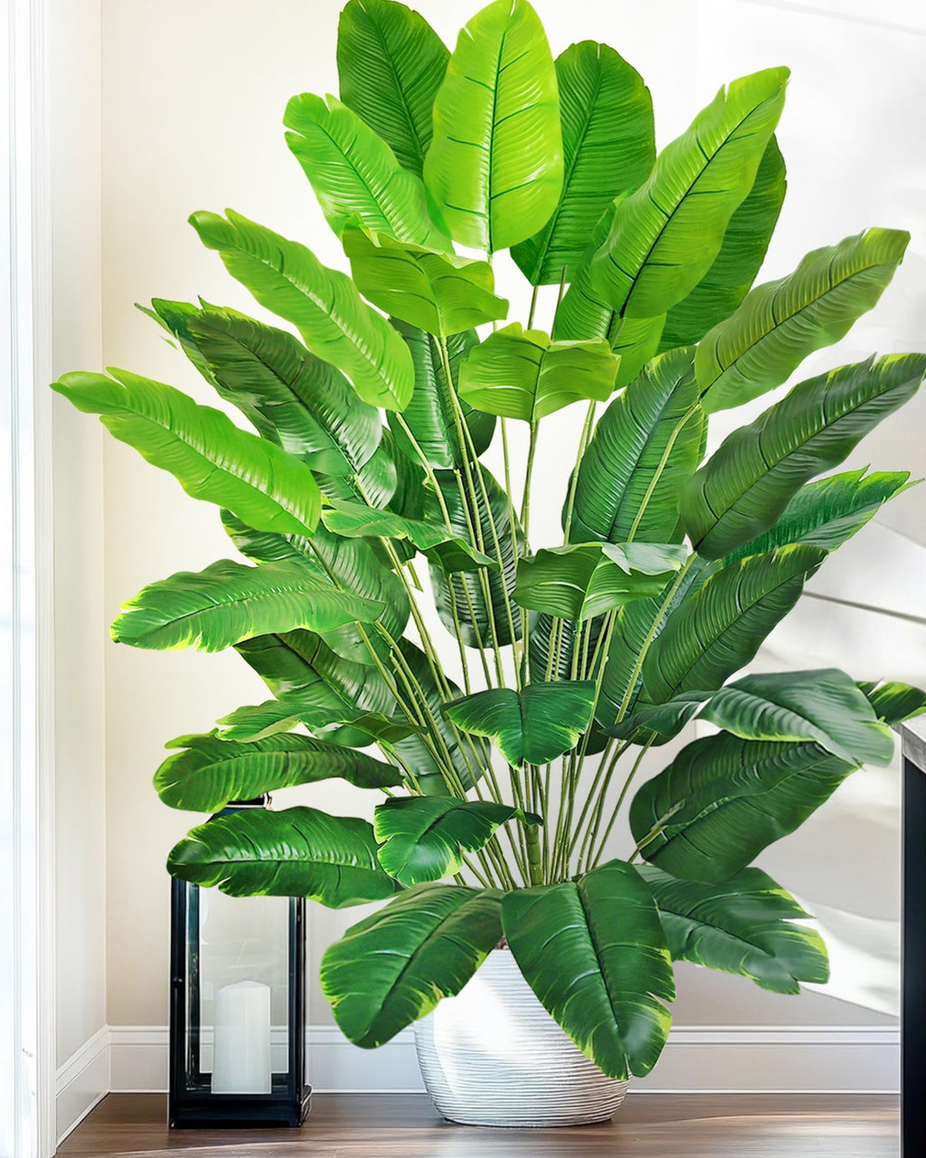 The banana leaf plant filling a corner in a ribbed white pot (pot not included)