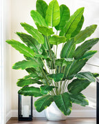The banana leaf plant filling a corner in a ribbed white pot (pot not included)
