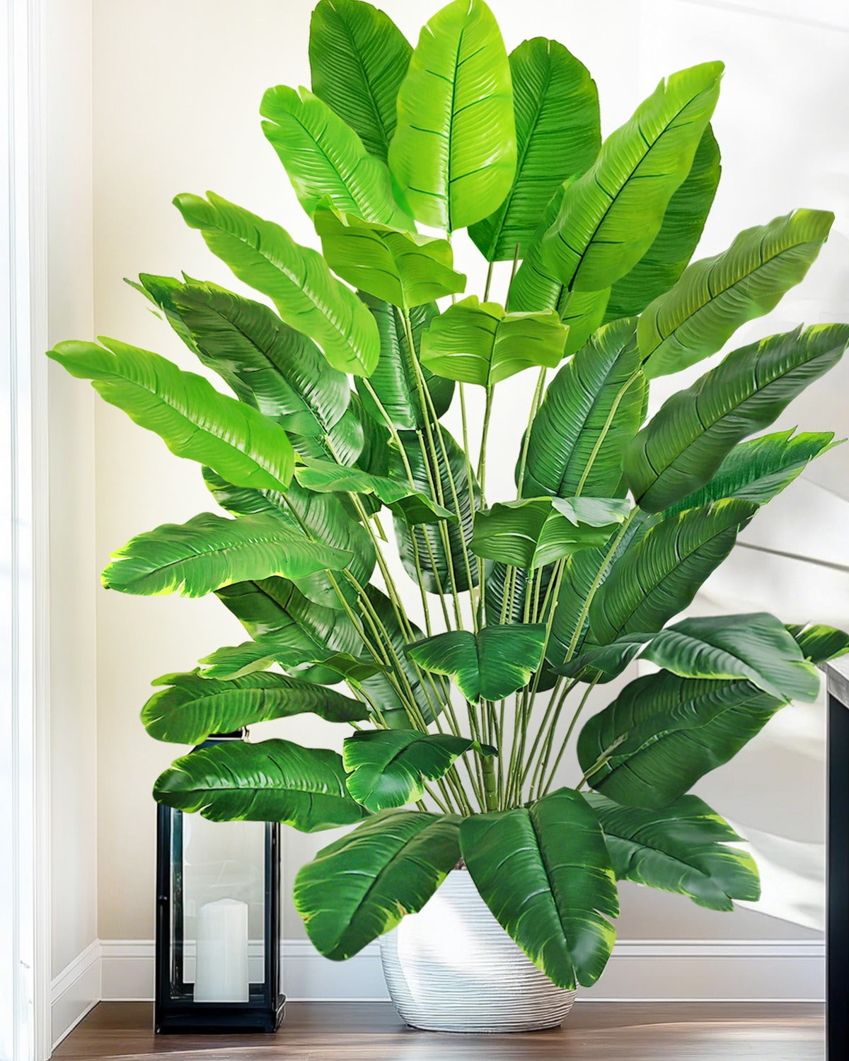 The banana leaf plant filling a corner in a ribbed white pot (pot not included)