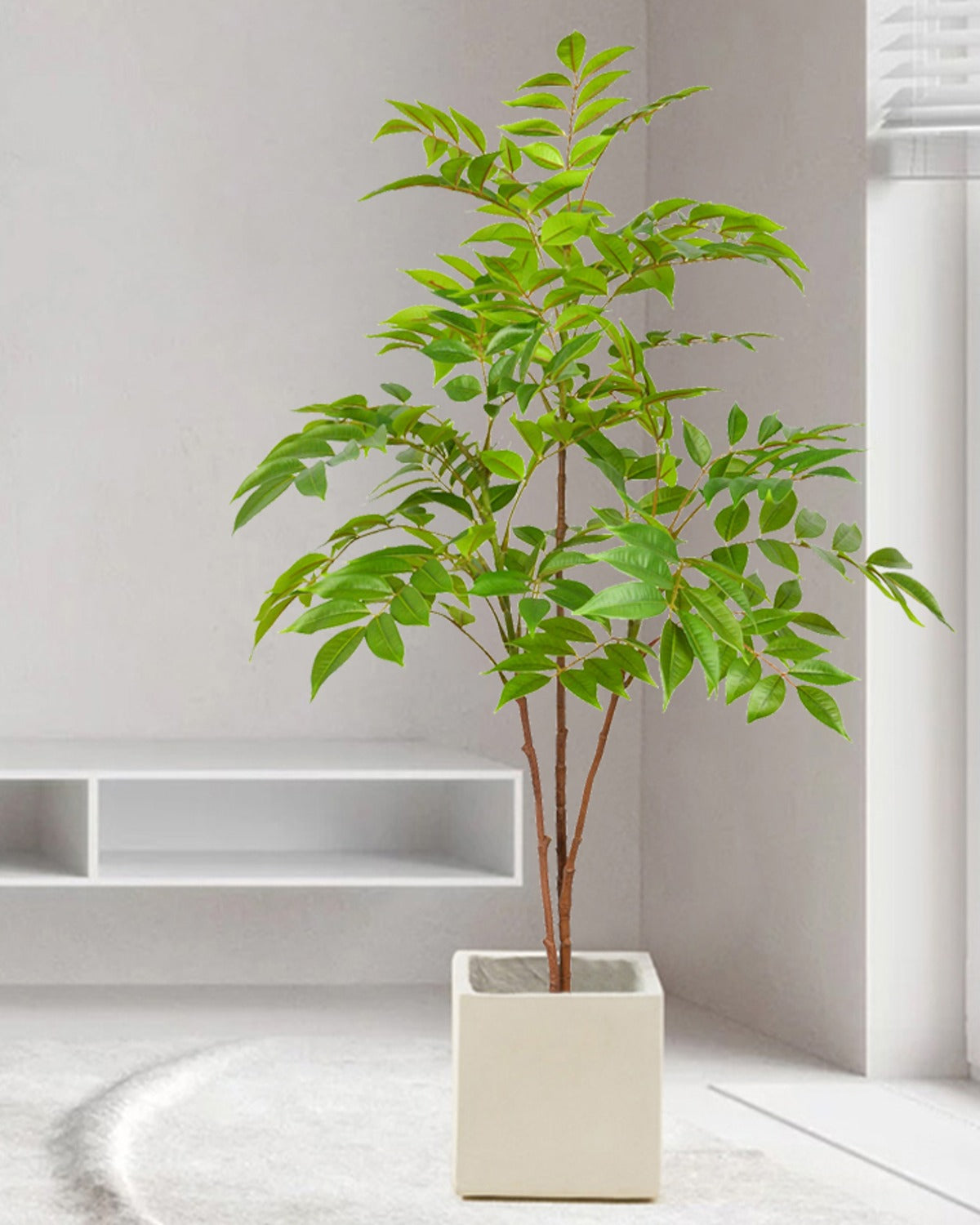 The ficus branch in a square white pot in a bright, plainly furnished room (pot not included)