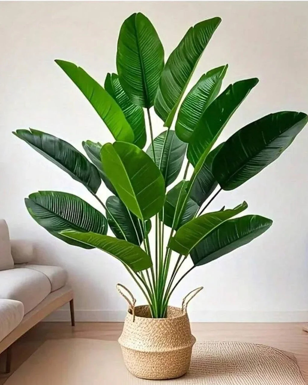 The banana leaf bush in a woven basket beside a pale sofa in a bright room