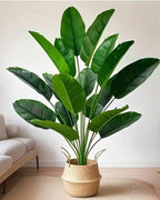 The banana leaf bush in a woven basket beside a pale sofa in a bright room