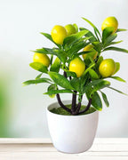 The lemon bonsai photographed against a soft green background, showing the leaves and fruit.