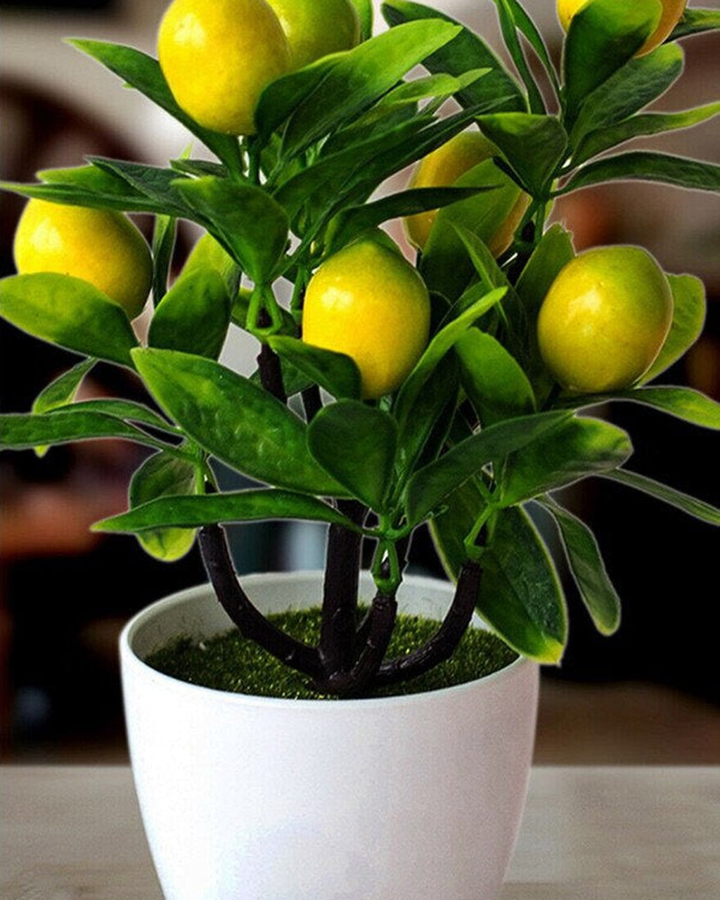 The lemon bonsai on a dark wooden surface, showing its tabletop scale.