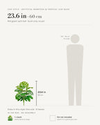 Leaf style: mid green split leaf, shown at 23.6 in beside a 5 ft 9 in figure