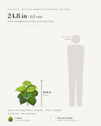 Leaf style: yellow-variegated round leaf, shown at 24.8 in beside a 5 ft 9 in figure