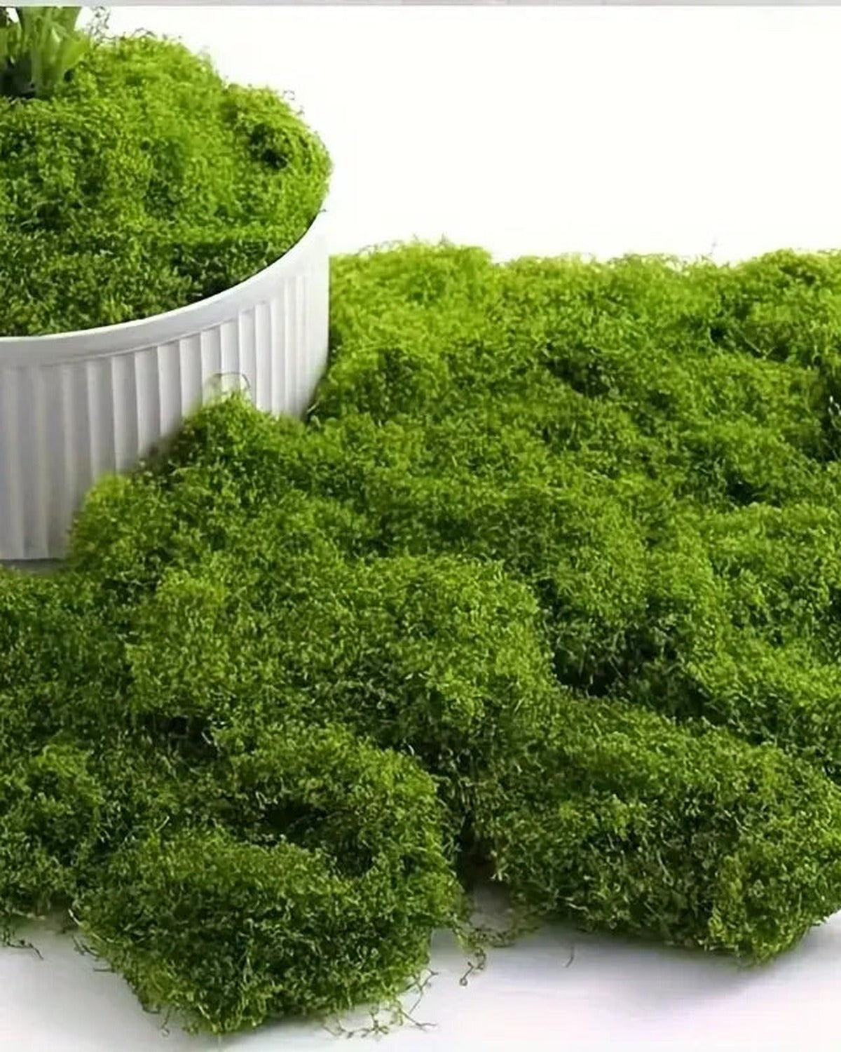 The moss mat laid over the soil in a planter. Planter not included.