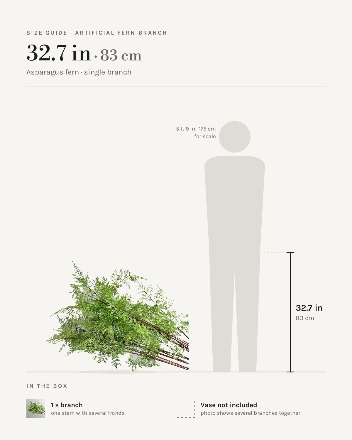 Size guide: asparagus fern branch at 32.7 in, beside a 5 ft 9 in figure
