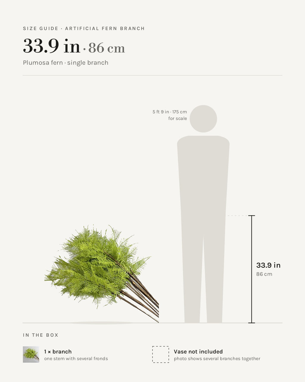 Size guide: plumosa fern branch at 33.9 in, beside a 5 ft 9 in figure