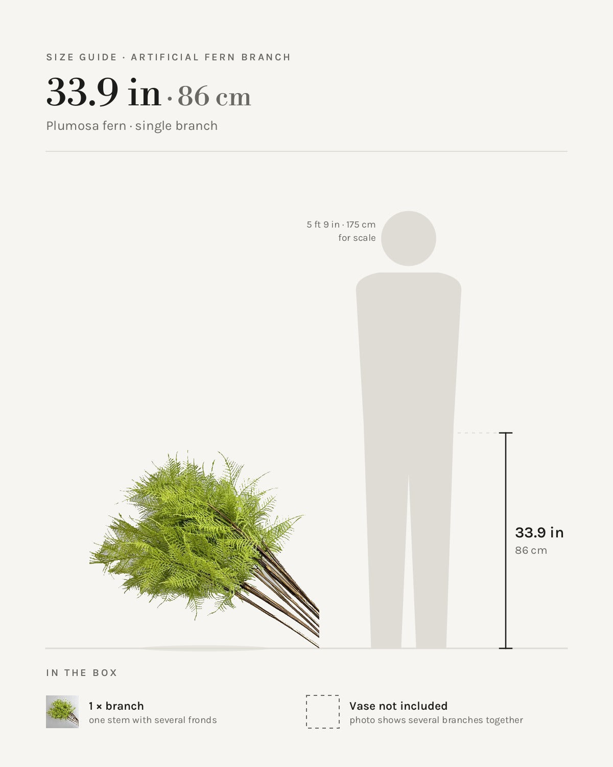 Size guide: plumosa fern branch at 33.9 in, beside a 5 ft 9 in figure