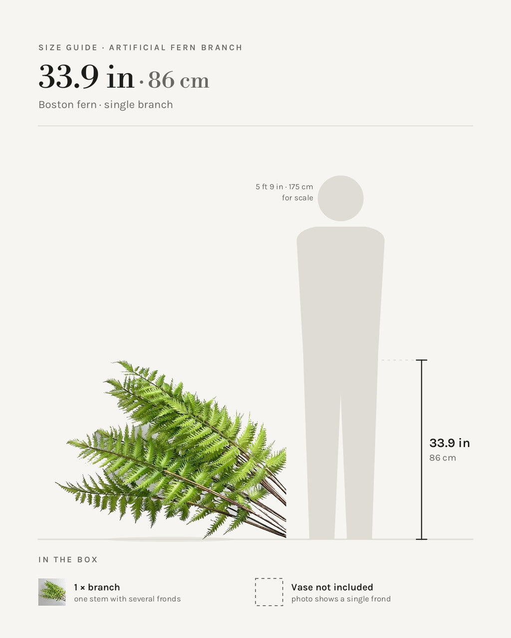Size guide: Boston fern branch at 33.9 in, beside a 5 ft 9 in figure