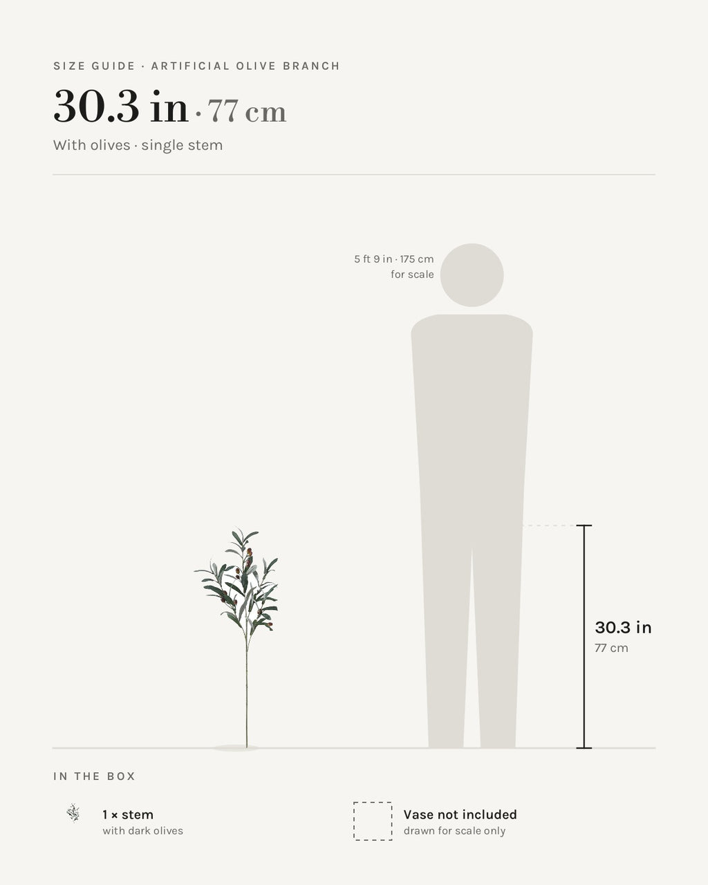 Size guide: stem with dark olives at 30.3 in, beside a 5 ft 9 in figure