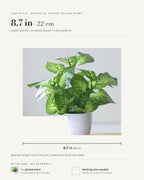 Leaf style: green perilla, 8.7 in overall with the pot