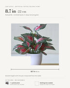 Leaf style: red perilla, 8.7 in overall with the pot