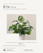Leaf style: watermelon leaf, 8.7 in overall with the pot