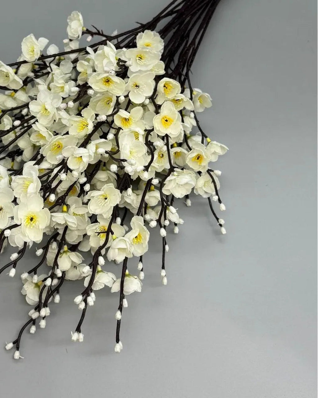 White plum blossom flowers, close detail of the color.