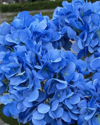 Blue artificial hydrangea flowers, five domed heads on one bunch