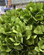 Green artificial hydrangea flowers, five domed heads on one bunch