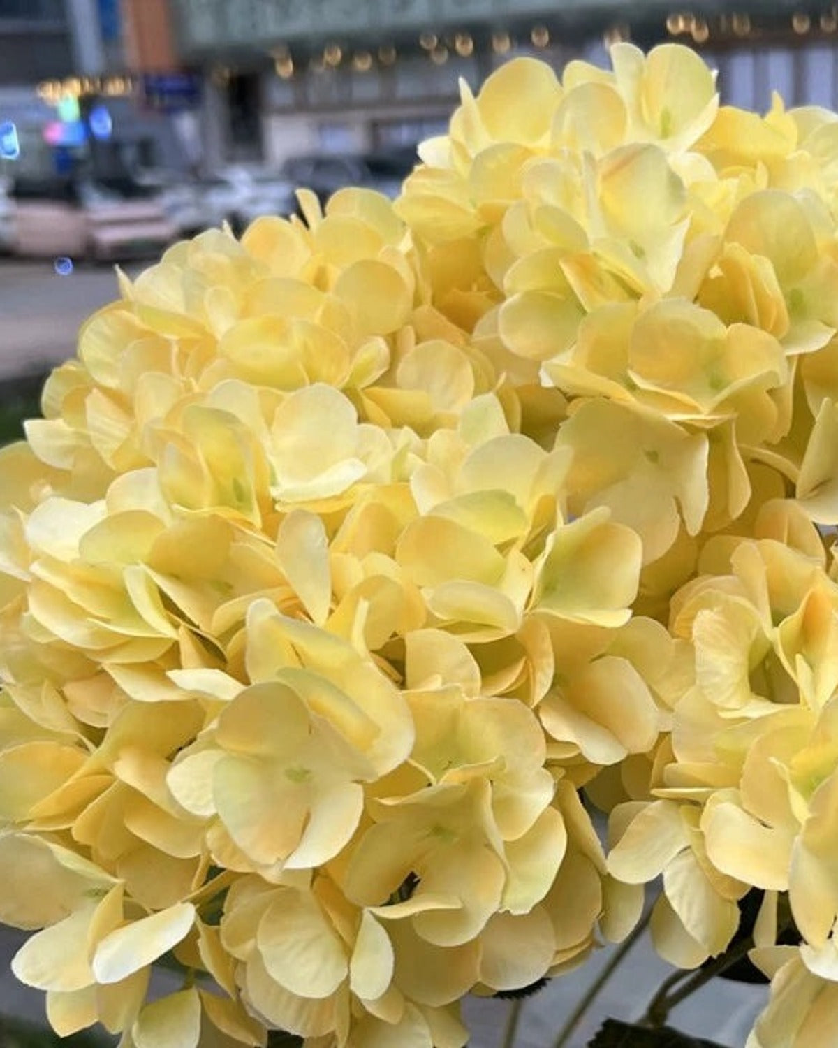 Yellow artificial hydrangea flowers, five domed heads on one bunch