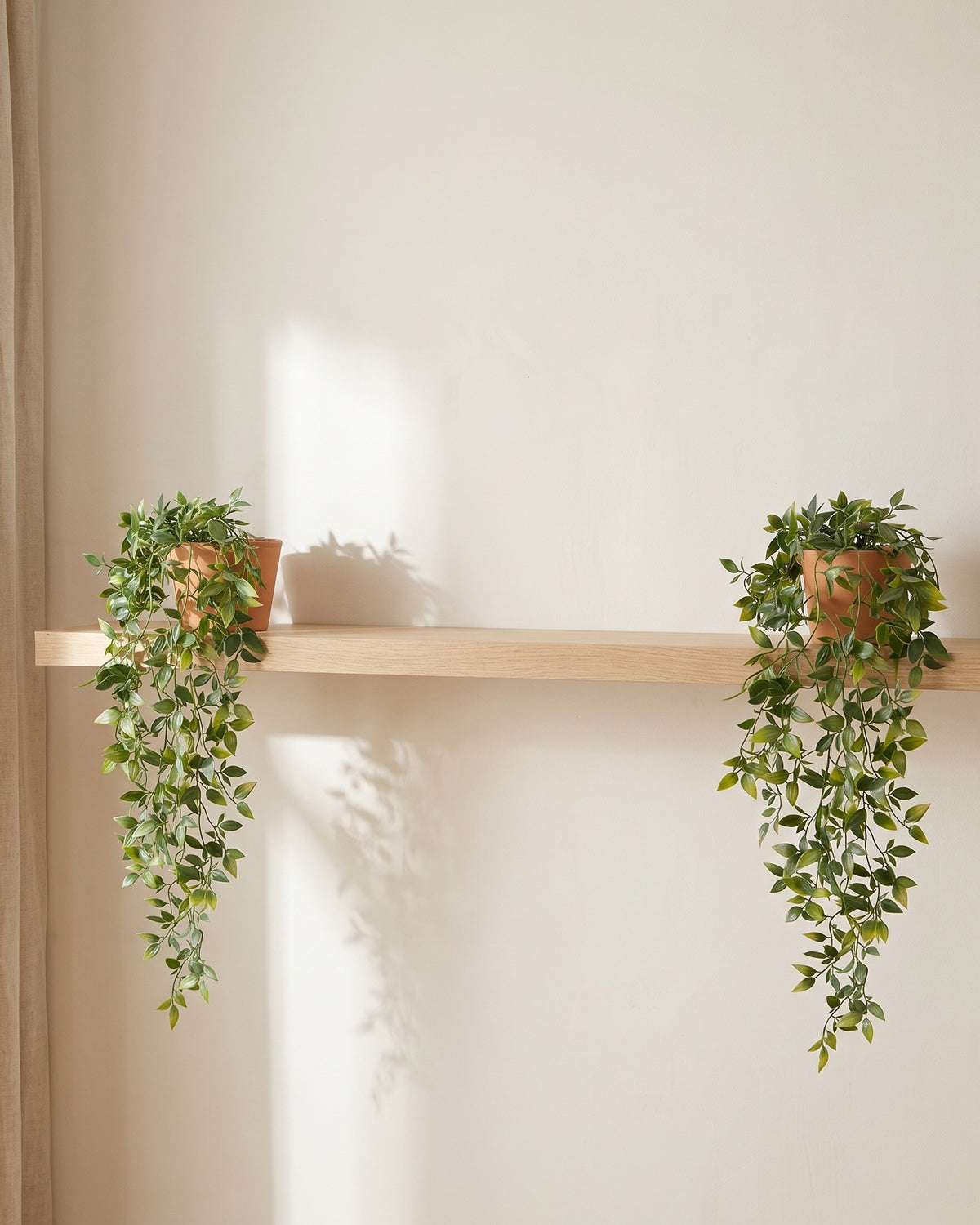 Two of the vines at either end of a shelf in a bare sunlit room
