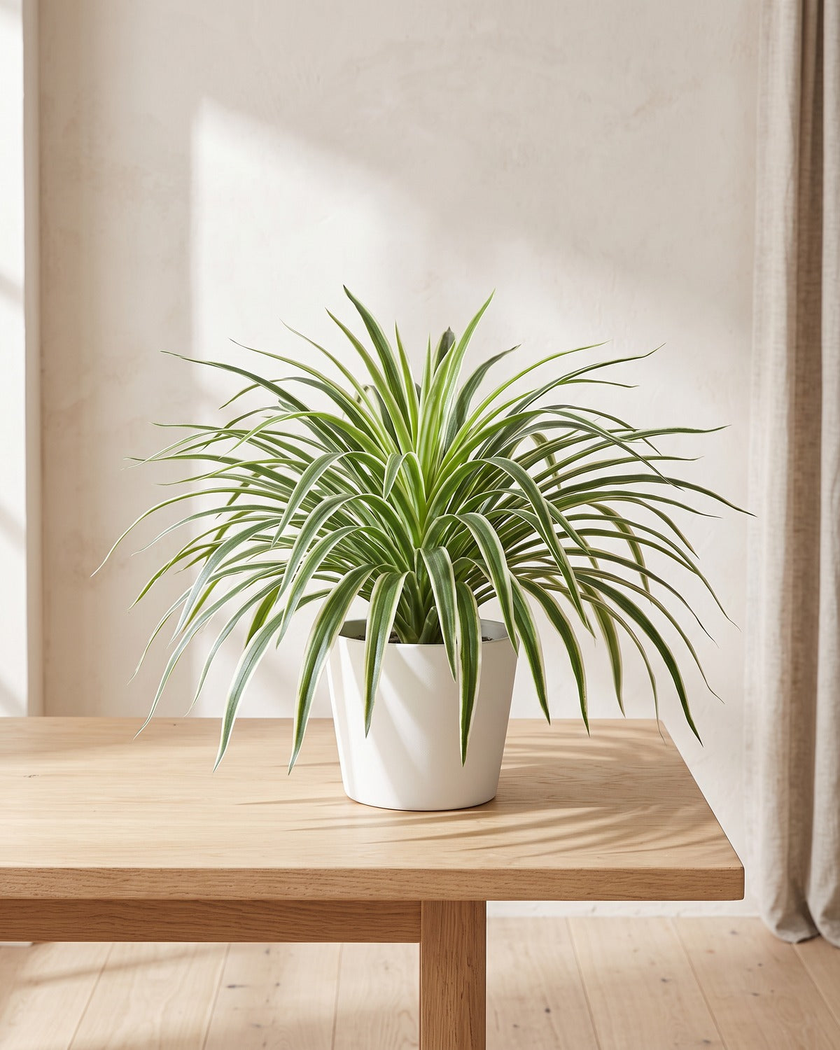 White striped artificial spider plant, the fifty-leaf size, in a small white pot in a bright room; pot not included