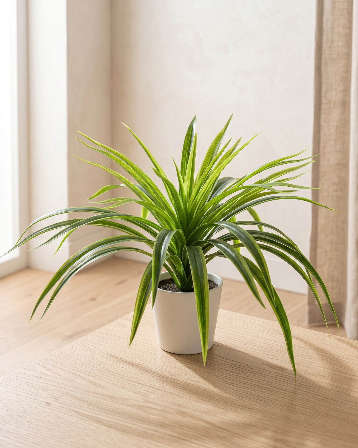 Green artificial spider plant, the fifty-leaf size, in a small white pot in a bright room; pot not included